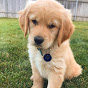 Sammie the Golden